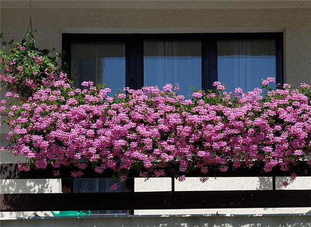 Flores a mais
